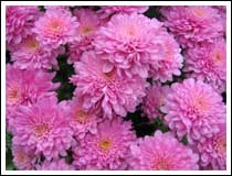 Mums: 1/250 sec., F2.8, Macro and ISO 50 (File size: 1.8 MB)
