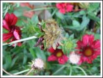 No Petals: 1/40 sec., F2.8, Macro ON and ISO 50 (File size: 1.4 MB)