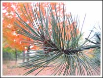 Pine Needles: 1/30 sec., F2.8, Macro ON,  and ISO 50 (File size: 1.8 MB)