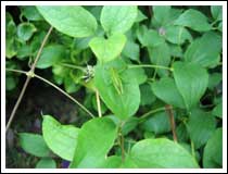 Grasshopper: 1/80 sec., F2.8 and ISO 50 (File size: 1.9 MB)