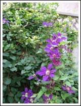 Clematis Vine: 1/80 sec., F2.8 and ISO 50 (File size: 2.8 MB)