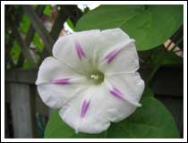 Morning Glory: 1/250 sec., F2.8 and ISO 50 (File size: 1.6 MB)