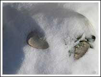 Pebbles In The Snow: 1/800 sec., F5.6 and ISO Auto (File size: 1.8 MB)