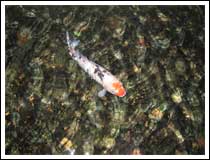 Fish: 1/60 sec., F2.8 and ISO Auto (File size: 2.2 MB)