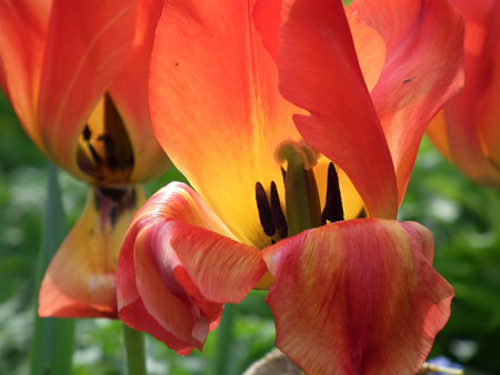 Macro