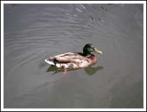 Real Duck: 1/180 sec., F3.6 and ISO 50, +0.3EV (File size: 875 KB)