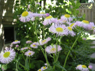 Daisies in the wind: 1/90 sec., F6.7 and ISO 160 with fill-in flash