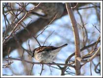 Sparrow: 1/250 sec., F3.5, +0.3EV and ISO 50 (File size: 1.4 MB)