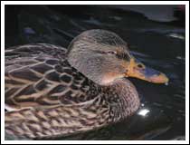 Duck: 1/125 sec., F3.5, +0.3EV and ISO 50, with fill-in flash (File size: 1.4 MB)