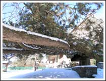 Snow-laden branch: 1/125 sec., F5, +0.3EV and ISO 50 (File size: 1.3 MB)