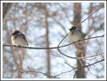 Two Sparrows: 1/400 sec., F3.5, +0.3EV and ISO 50 (File size: 1.3 MB)