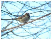 Chirpy Sparrow: 1/250 sec., F3.5, +0.3EV and ISO 50 (File size: 1.1 MB)