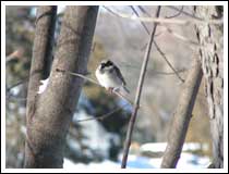 Lonely Sparrow: 1/250 sec., F3.5 and ISO 50 (File size: 1.3 MB)