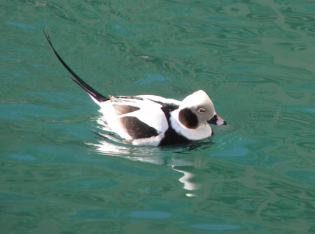 Duck: 1/320 sec., F3.7, ISO 80