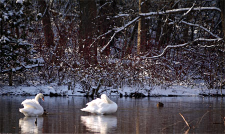 Swans