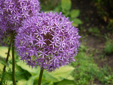 Macro