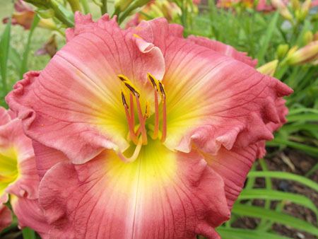 Macro