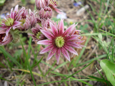 Macro