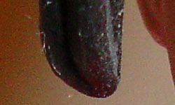 ISO 400