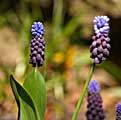 Bokeh (Background Blur) 101