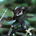Jaw-dropping footage of a dragonfly evading a predatory leaping frog