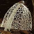 Watch A Mushroom Grow, Really