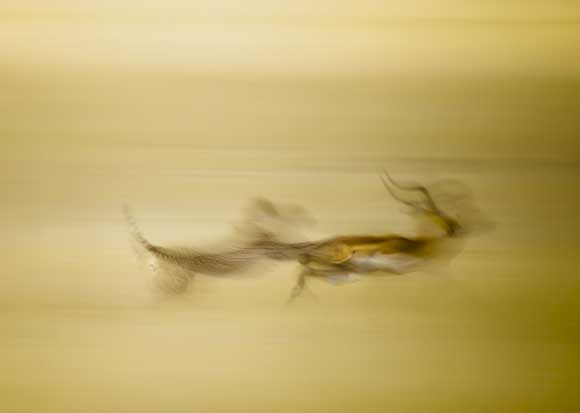 The Hunt - © Stefano Pesarelli