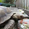 Tortoise Eats Salad Timelapse